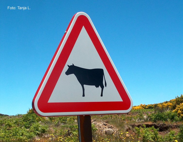 Gefahrenschild Portugal - Kühe (1)