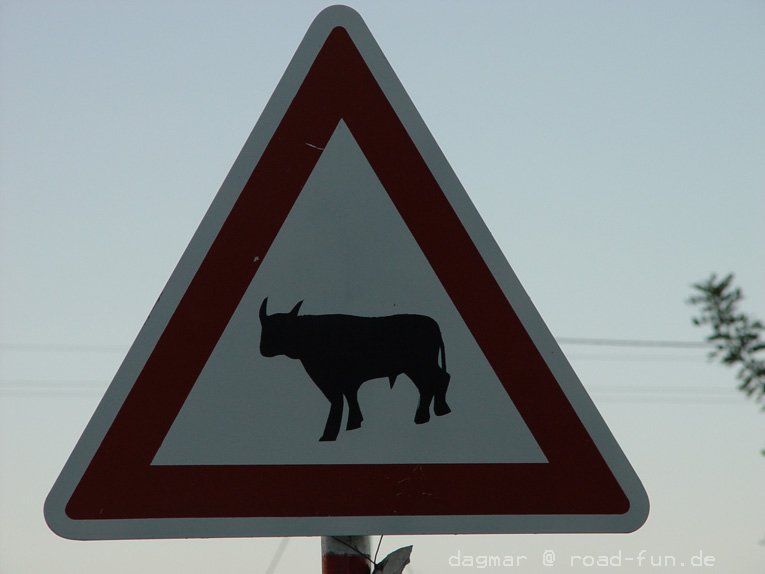 Gefahrenschild Portugal - Kühe (3)