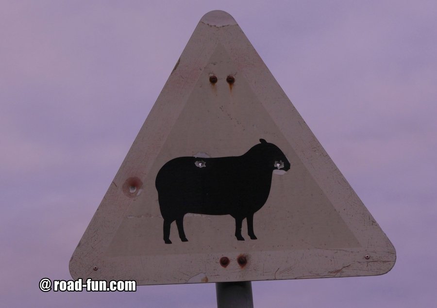 Gefahrenschild Schottland - Schafe (angeschossenes Schild)