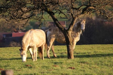 Zwei Pferdchen in der Abendsonne