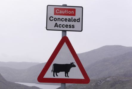 Gefahrenschild Hebriden - Kühe (cow With Eye)