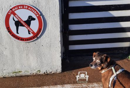 Verkehrsschild Hunde Verbot Frankreich  
