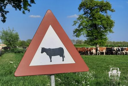 Verkehrsschild Strasse Gefahr Tiere Kuehe Niederlande