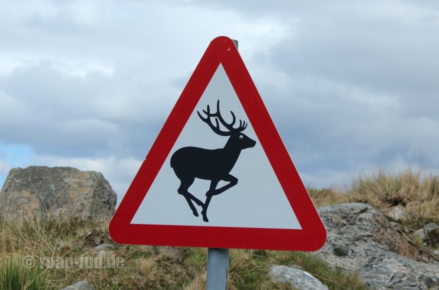 Gefahrenschild Hebriden - Hirsche (deer With Eye)