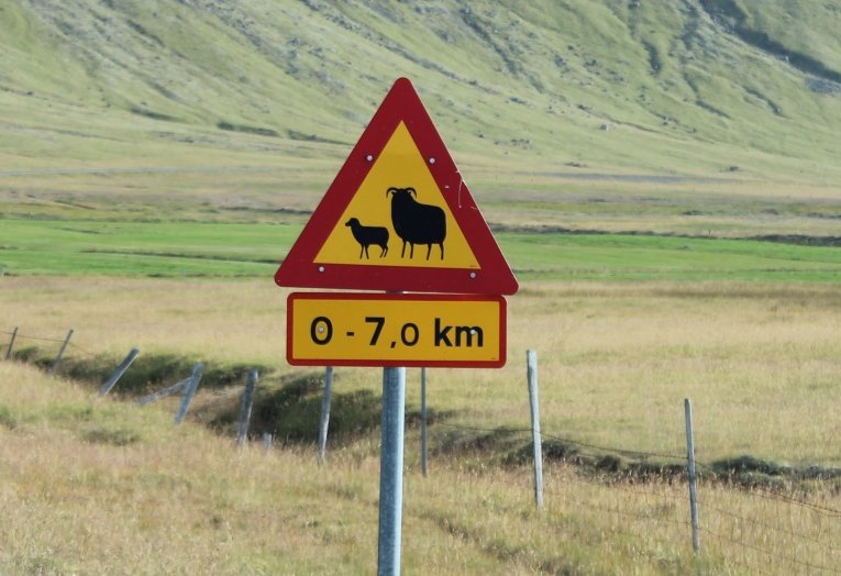 Gefahrenschild Island - Schafe