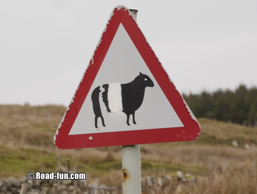 Gefahrenschild Isle Of Islay - Schafe (übermalt)