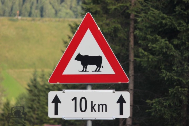 Gefahrenschild Oesterreich - Kuh Auf Skiern (4)