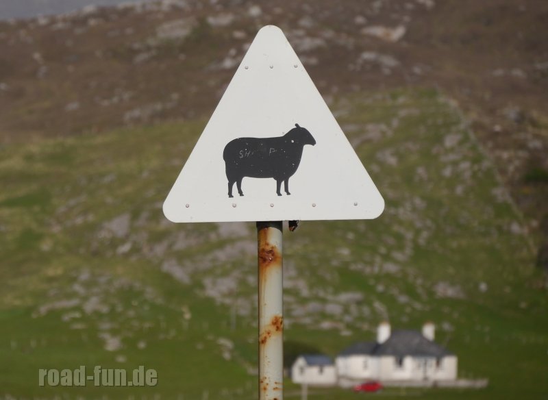 Gefahrenschild Outer Hebrides, Schottland - Schafe