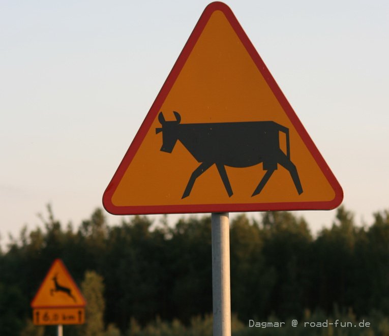 Gefahrenschild Polen - Kühe