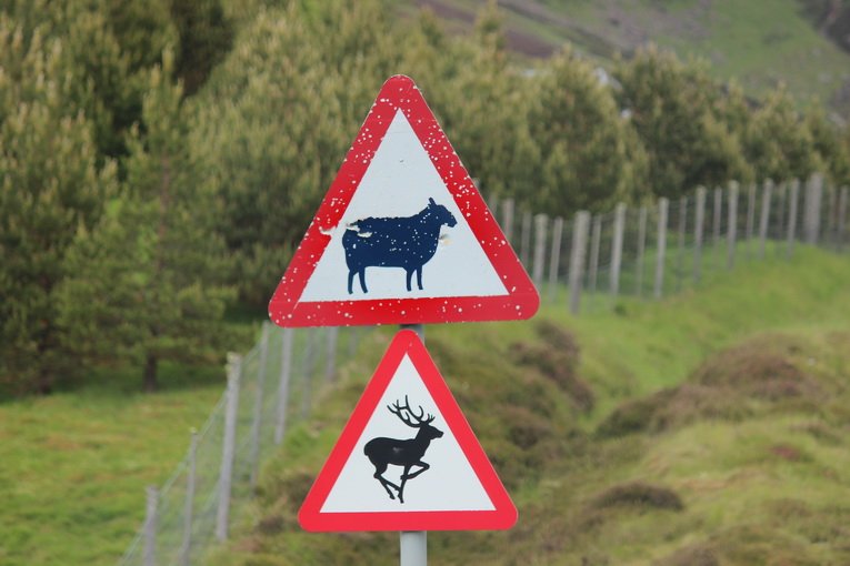 Gefahrenschild Schottland - Schafe & Hirsche