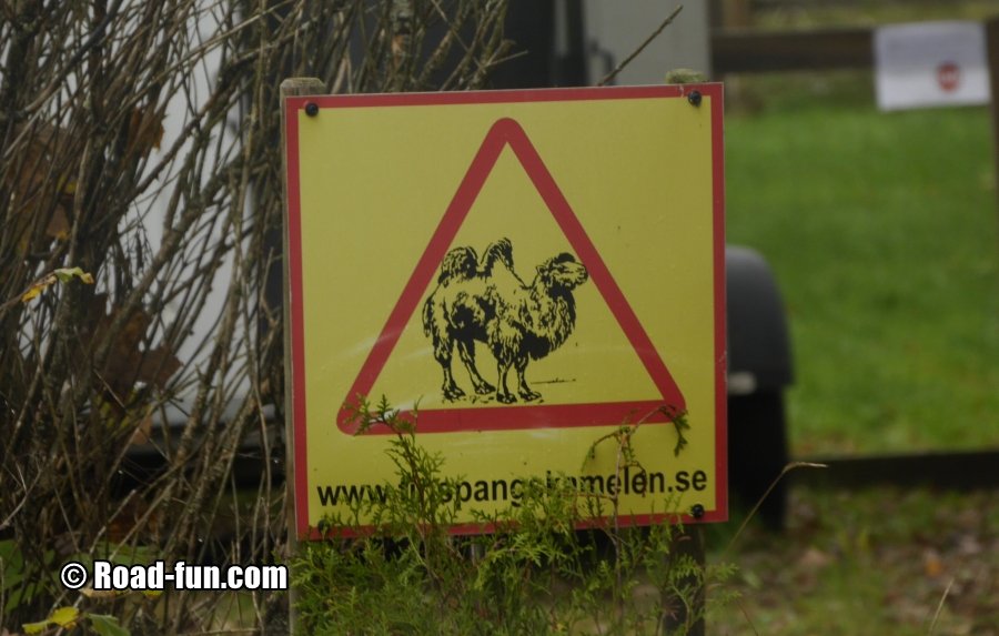 Gefahrenschild Schweden - Kamele