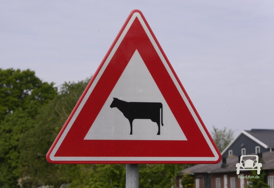 Verkehrsschild Strasse Gefahr Tiere Kuehe Niederlande 