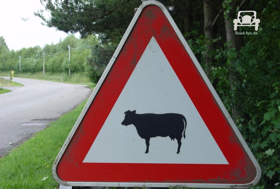 Verkehrsschild Strasse Gefahr Tiere Kuh - Belgien