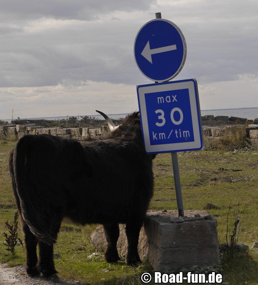 Cows Likes Signs