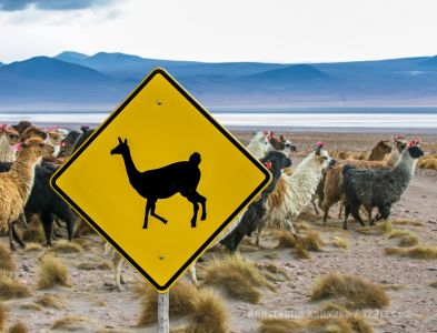 Bolivien  Warnschild  - Lamas Alpaka (2)
