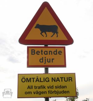 Gefahrenschild Schweden - Kühe
