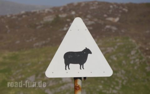 Gefahrenschild außere Hebriden - Schafe
